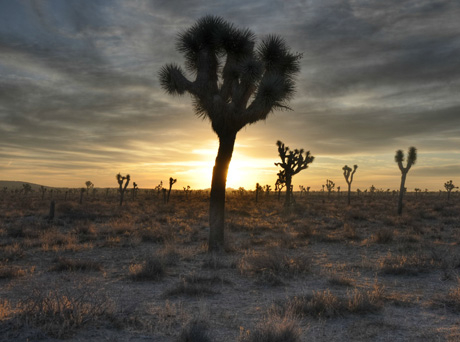 joshua-tree